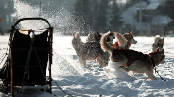 cod portocaliu de caldura pentru cainii polari