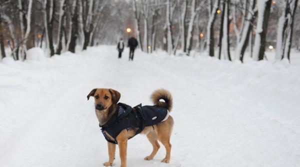 jumatate dintre romanii din mediul urban au cel putin un animal de companie