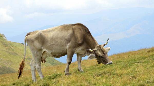 ambalaje romanesti pentru branzeturi aduse din import