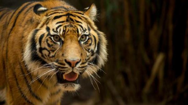 australian zoo gradina zoologica a regretatului steve irwin la un pas de o noua tragedie