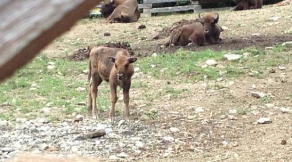 halucinant doi zimbrii printre care si primul pui nascut la armenis ucisi de o haita de caini fara stapani