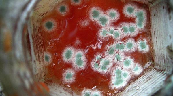 muceagaiul amenintarea ascunsa iata ce boli poate provoca aceasta ciuperca periculoasa