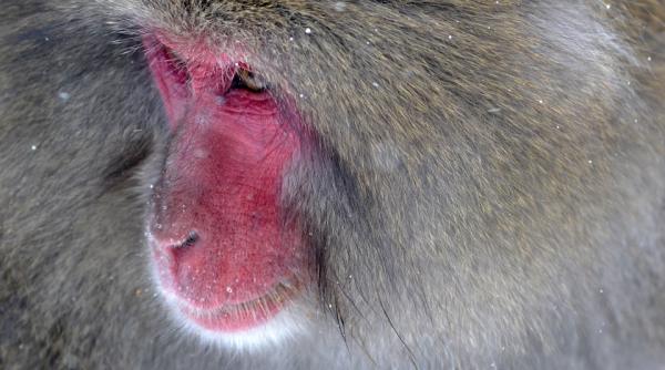 politia daneza cauta un babuin care a evadat de la zoo