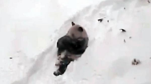 video probabil ca el este singurul din sua care se bucura de snowzilla