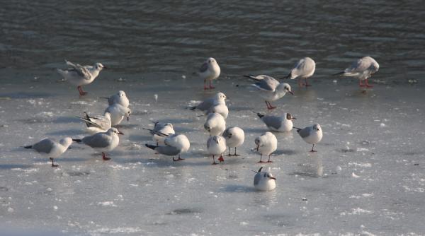 prognoza meteo pentru urmatoarele doua saptamani vremea se incalzeste usor
