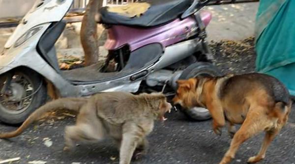 video induiosatorul caz al unei maimute care a adoptat un catel abandonat