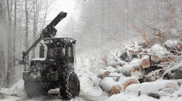 harghita firmele au boicotat din nou licitatia de valorificare a masei lemnoase organizata de directia silvica