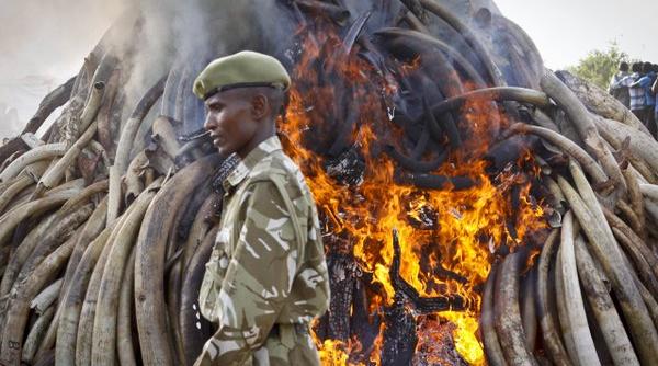 numeroase celebritati invitate sa asiste la distrugerea unei uriase cantitati de fildes in kenya