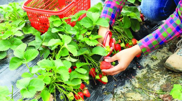 oferta sclavie cu contract pentru capsunarii romani