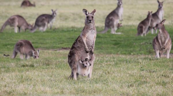un adolescent planuia un atac terorist cu canguri