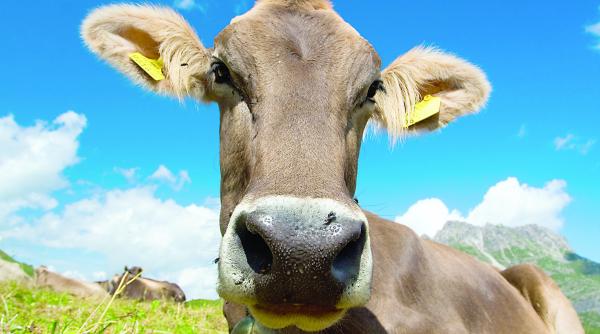 agricultura eco montana in pericol