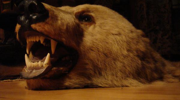 blanuri de urs si de lup arme de vanatoare si peste 1 500 de cartuse ridicate de la braconierii din braila