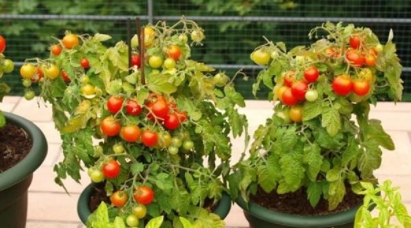 ghivecele cu zarzavaturi din balcon sursa de sanatate a familiei tale