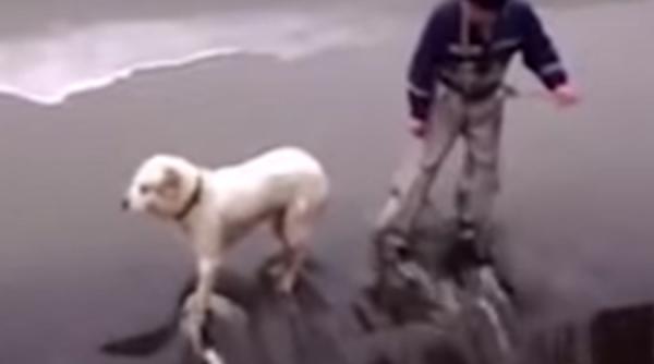 video cei care isi risca vietile ca sa i salveze pe cei mai buni prieteni ai omului