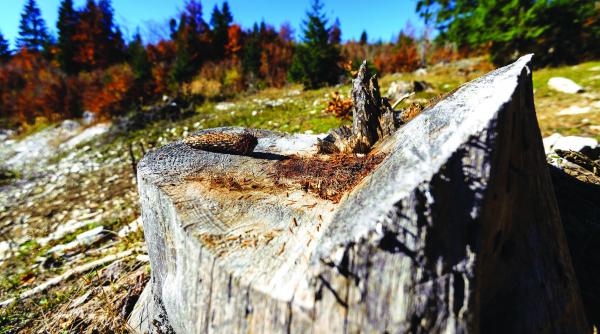 cum este sabotat radarul care trebuia sa ne salveze padurea