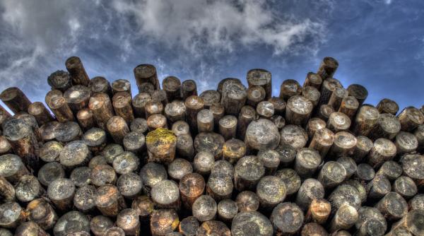 mures peste 20 de persoane din cinci judete conduse la audieri in dosarul comercializarii avizelor de insotire a lemnului