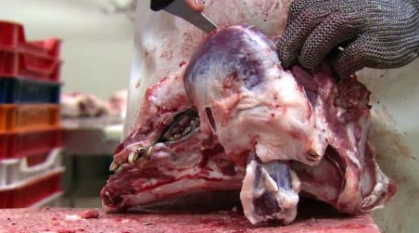 romanii printre sclavii din abatoarele italiene muncesc mult in conditii inumane pe bani putini