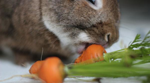 diete sanatoase cum poti slabi usor cu dieta iepurasului