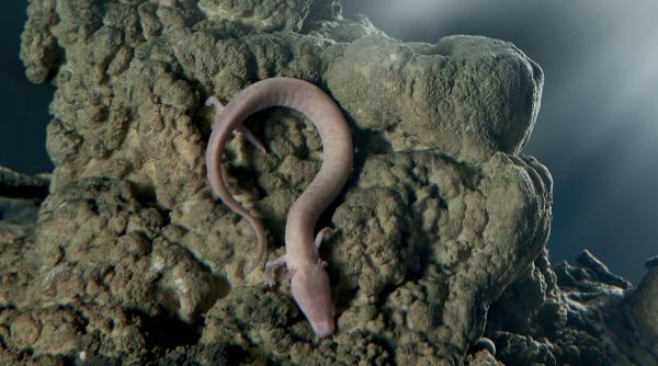 video galerie foto dragonii din pestera postojna biologii spera la o noua generatie de pui