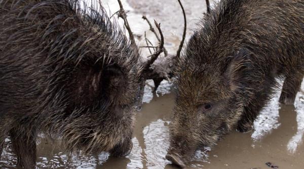 botosani turma de porci mistreti crescuta intr o gospodarie