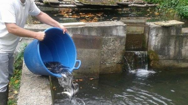 pastravaria o afacere cu solzi de zeci de mii de euro