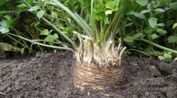 slabeste rapid dieta cu telina