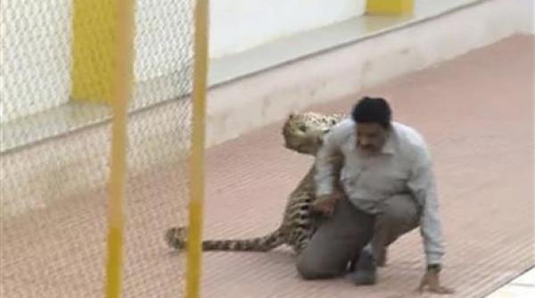 video un leopard a patruns intr o scoala si a ranit 3 oameni