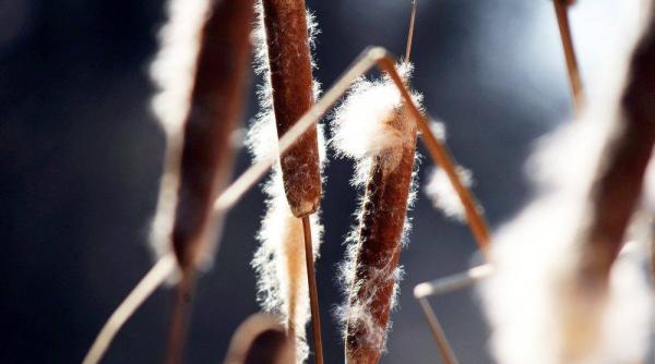 prognoza meteo cum va fi vremea pe 10 11 si 12 februarie 2016