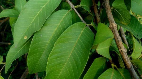 va cade parul iata care e cel mai eficient tratament natural pentru alopecie