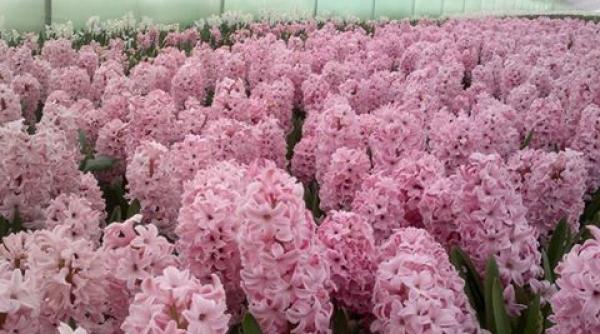 serele de flori pepiniere de bani