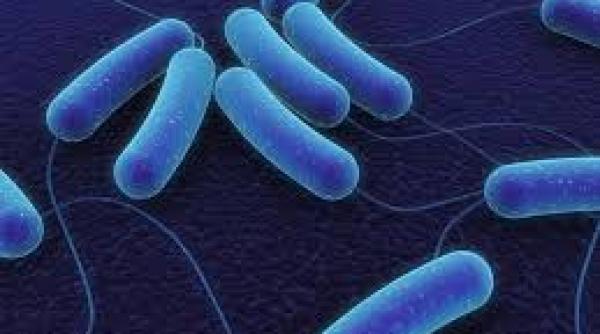 ce este e coli si cum se poate preveni infectia cu aceasta bacterie