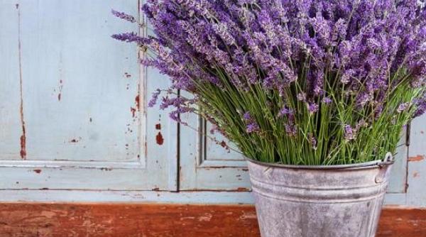 lavanda si multiplele ei intrebuintari 8 retete pentru sanatate si ingrijirea casei