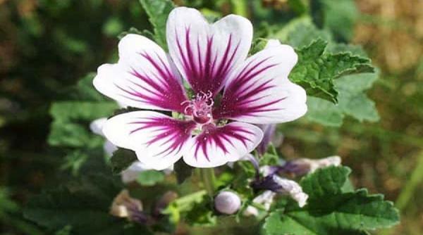 tratamente naturiste nalba 5 retete care nu dau gres cand e vorba de sanatate si frumusete