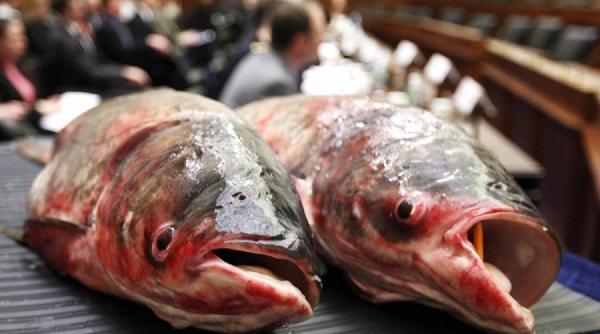 reteta zilei saramura de crap reteta de pe balta razvani retete romanesti pe gustul tau