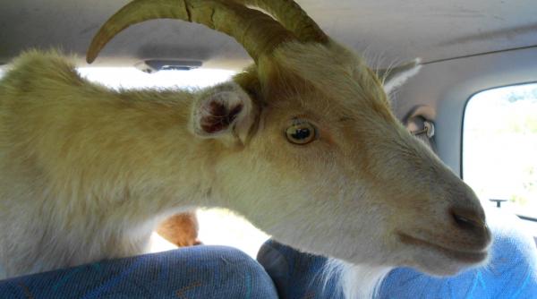 video o capra a muls atentia trecatorilor intr o parcare din boston