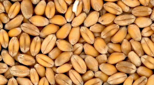 egiptul a achizitionat 120 000 de tone de grau din romania