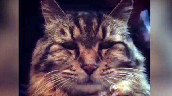 cati ani a implinit cea mai batrana pisica din lume