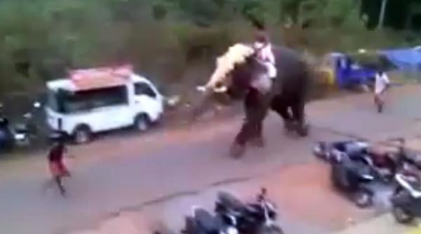 video un elefant furios a facut praf mai multe vehicule