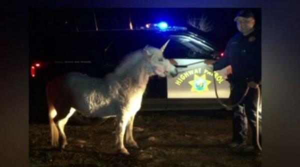video un unicorn a pus pe jar mai multe ore politia din fresno california