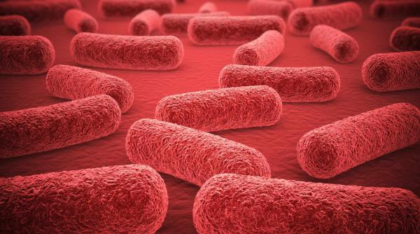 s a aflat de ce au murit cei trei bebelusi din arges germenul mortal gasit in branza de vaci