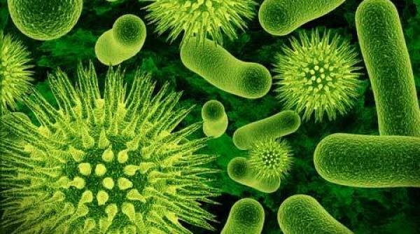 virusii bacteriofagi o alternativa la antibiotice