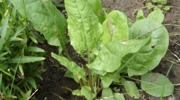 stevia romaneasca planta care trebuie consumata in fiecare primavara