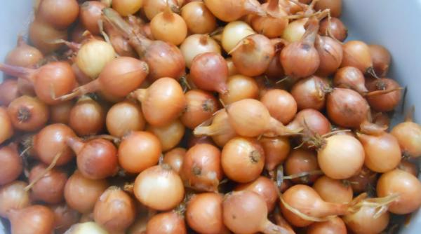 sfaturi pentru agricultori tot ce trebuie sa stii despre cultivarea cepei prin arpagic