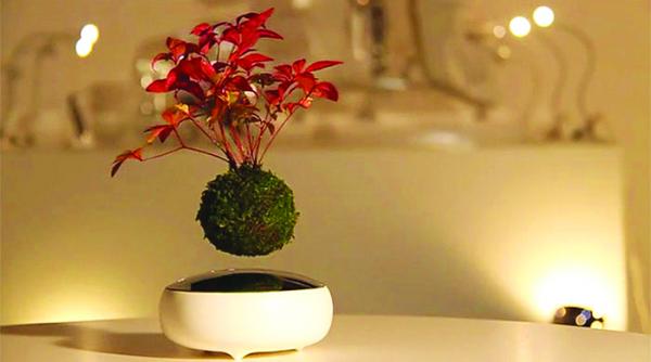 bonsaiul plutitor gadgetul pentru o viata zen