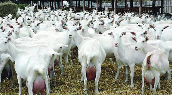 de la pasiune la afacere de succes cu know how francez