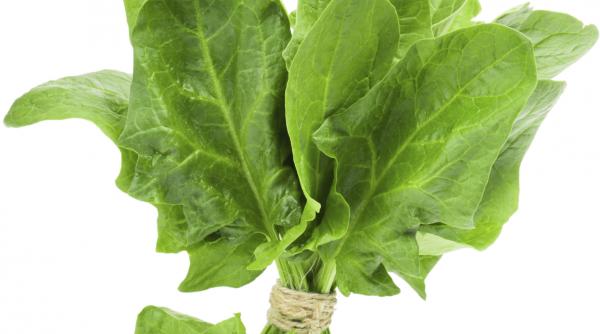 doctorul din camara spanacul alimentul minune care creste imunitatea