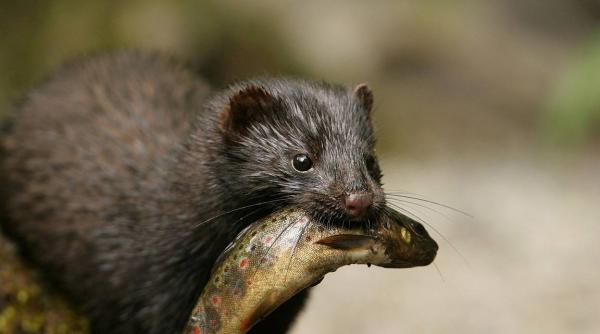 nurci americane scapate dintr o ferma din feldioara pericol pentru fauna locala