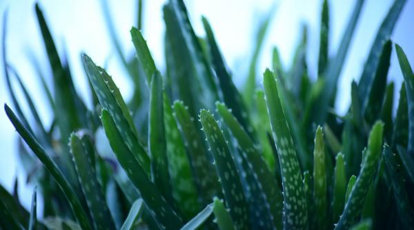 aloe vera ce afectiuni ale pielii poti trata cu aceasta planta