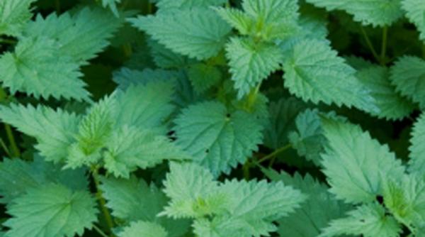 efectele miraculoase ale urzicilor asupra sanatatii