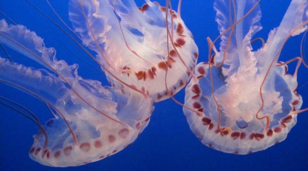 video simbioza neasteptata intre doua vietuitoare marine complet diferite